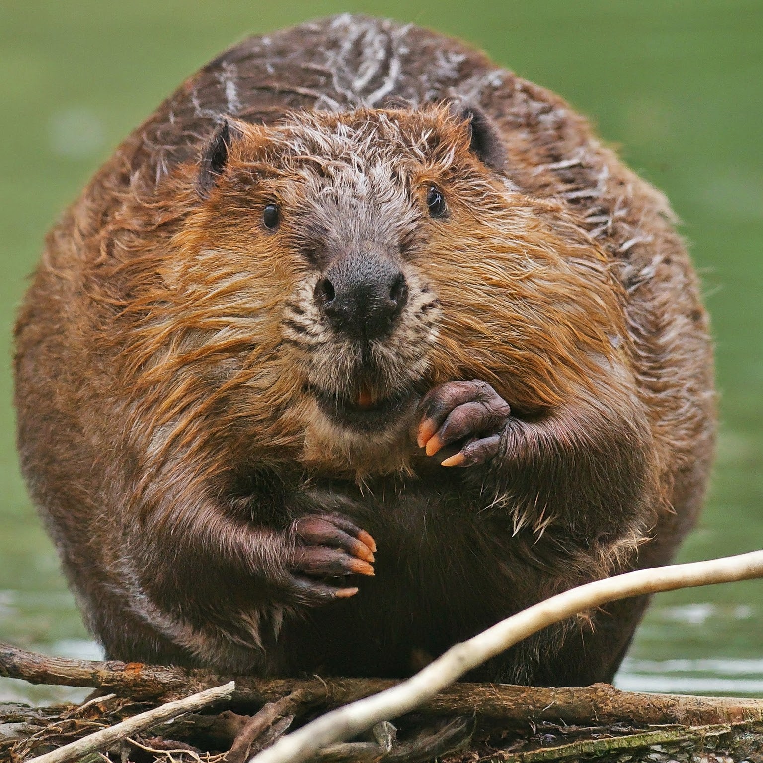 busy beaver chewing while sitting on a damn