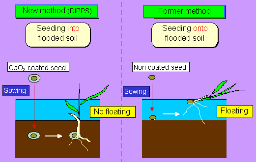 Direct Seeded Rice Method