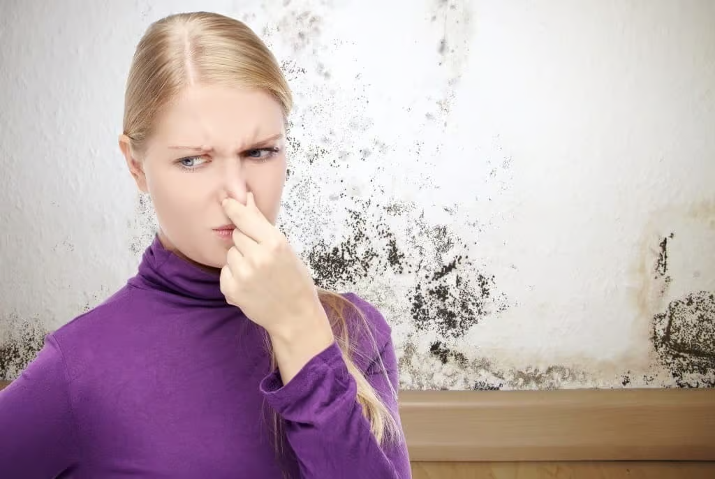 how to get rid of mold smell in walls