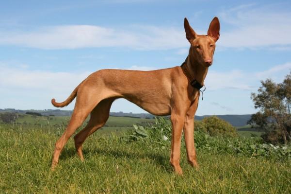 Most expensive dogs,  Pharaoh Hound