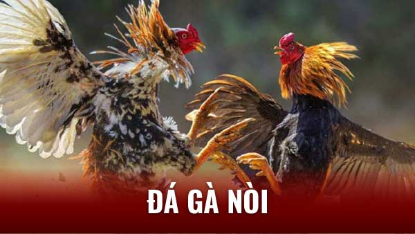 TOP 3 Bí Quyết Nuôi ĐÁ GÀ NÒI Chiến Thắng: Từ A - Z