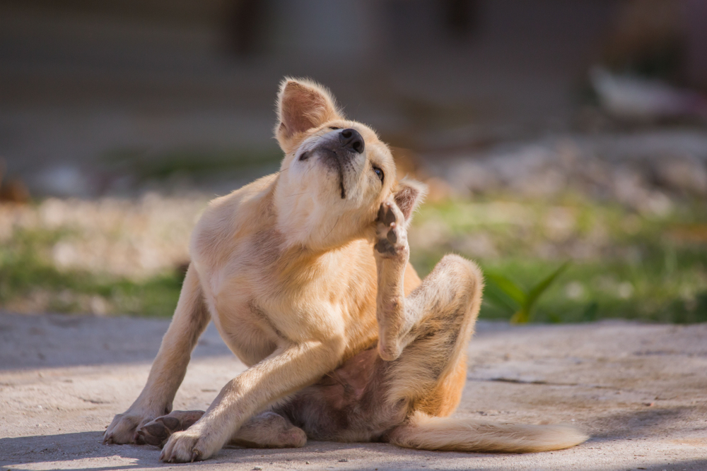 El perro marrón se rasca