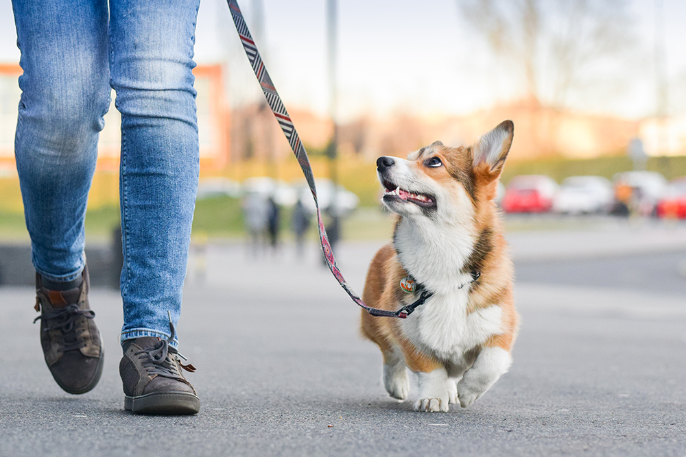 perro pembroke welsh corgi de paseo