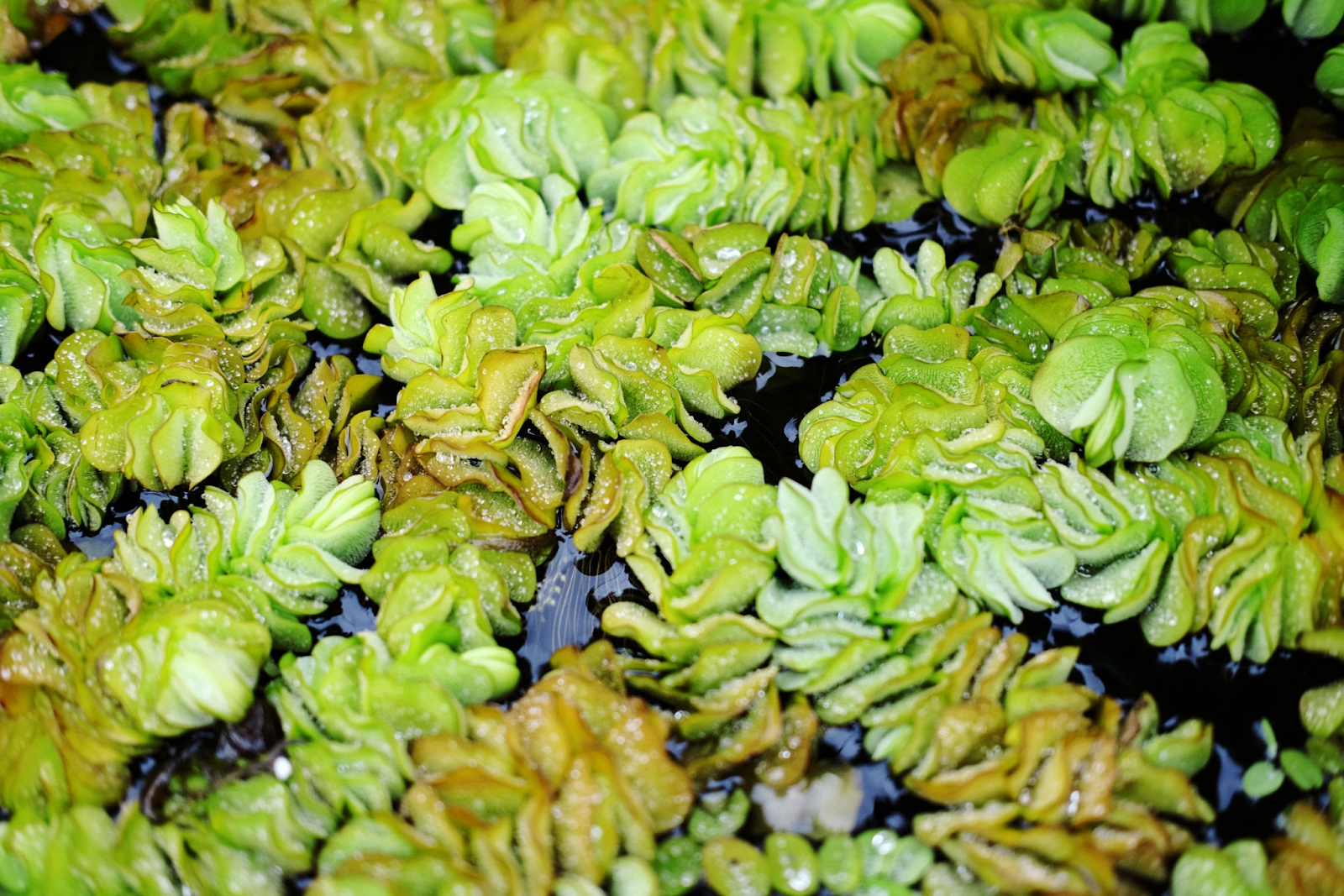 Salvinia molesta