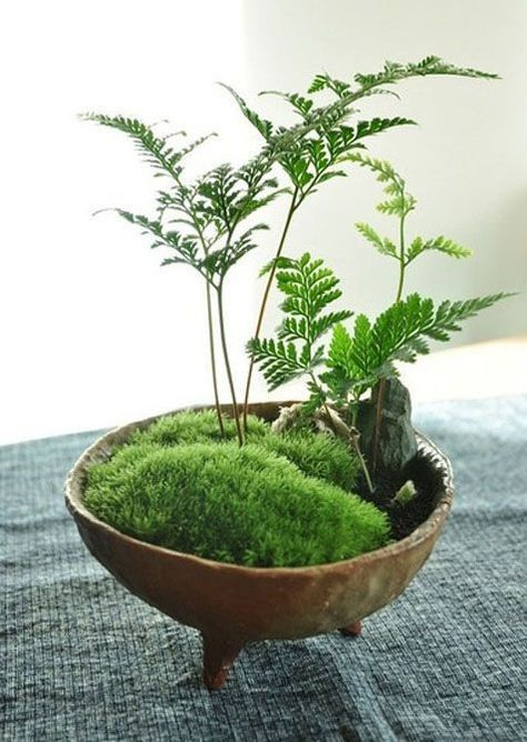 Cây dương xỉ bonsai