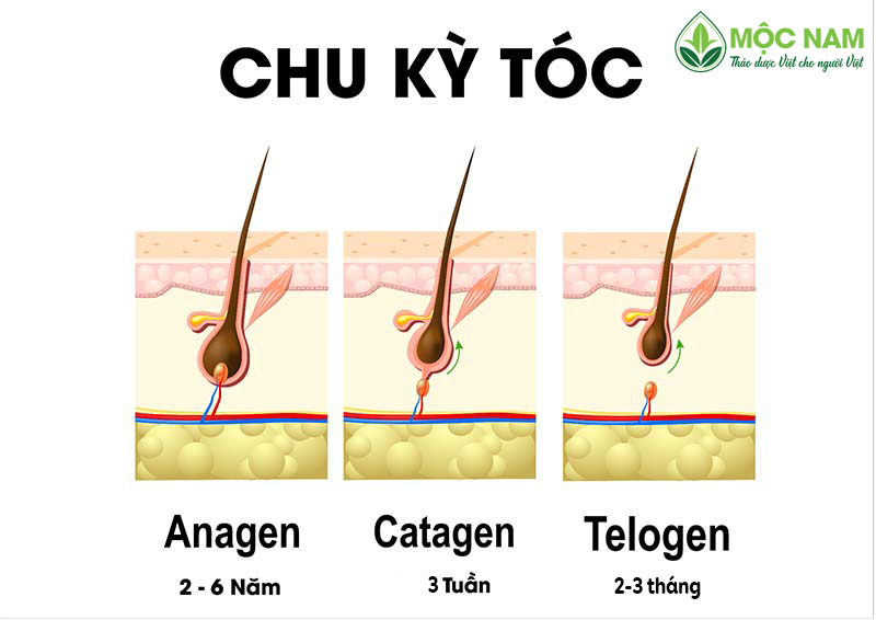 Chu kỳ phát triển của tóc