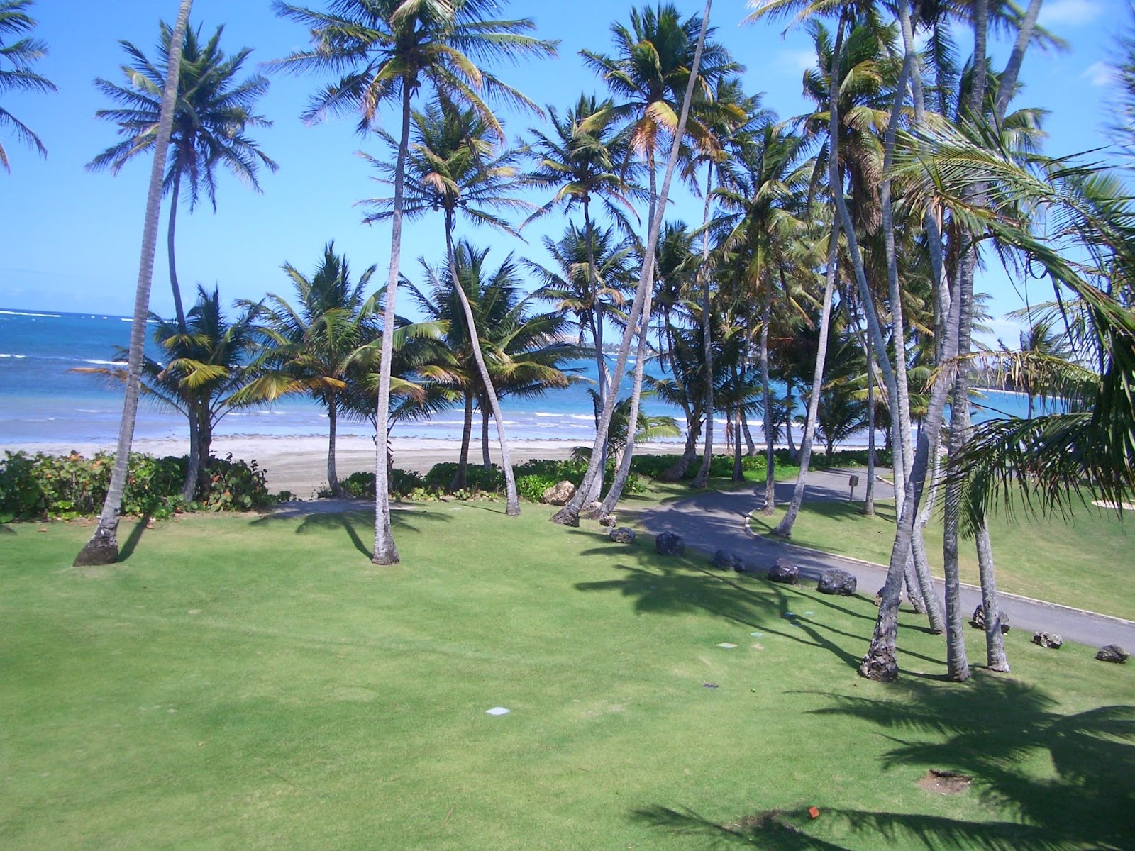 Tall trees near the beach in puerto rico