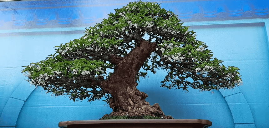 Các Loại Cây Bonsai