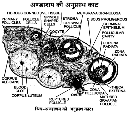 UP Board Solutions for Class 12 Biology Chapter 3 Human Reproduction Q.13