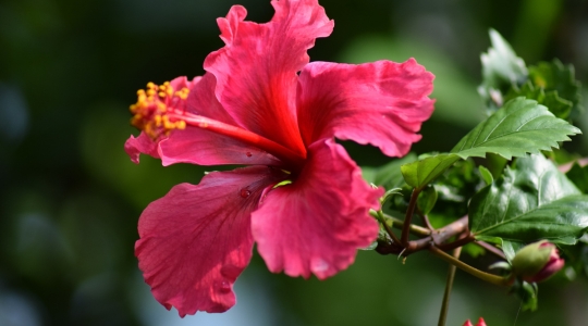 Bright red hibiscus flower with delicately fringed petals and prominent yellow stamens.