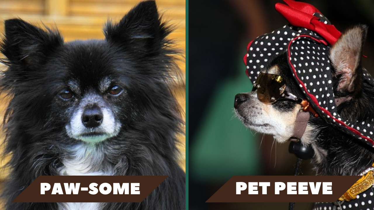 Left: Dog with no collar or accessories ; Right: Dog with sunglasses and a hat