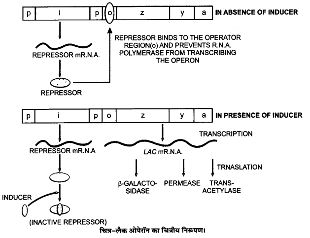 UP Board Solutions for Class 12 Biology Chapter 6 Molecular Basis of Inheritance Q.10