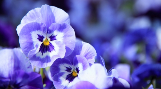 Deep violet-blue pansies with distinctive patterns in their centres.