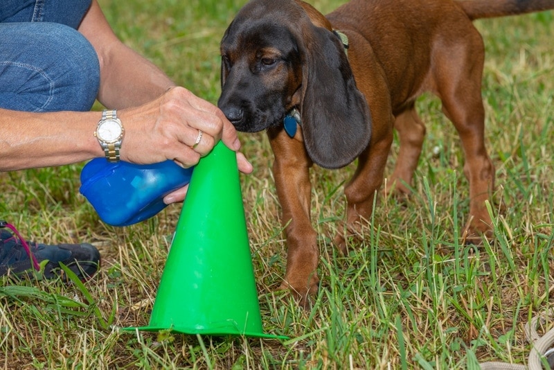 joven cachorro de perro sabueso olfateando