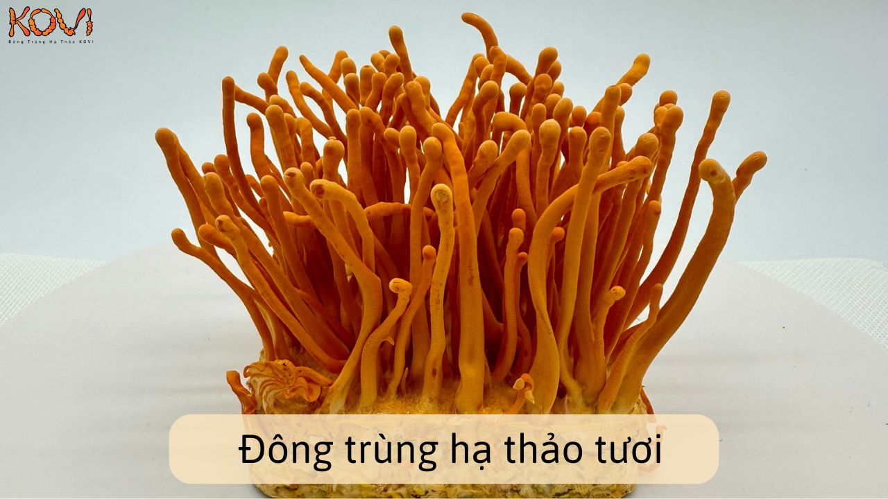 Đông trùng hạ thảo tươi