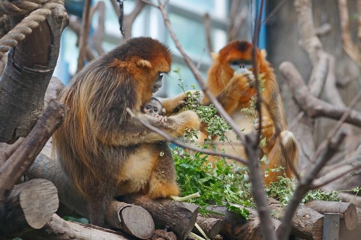 生活-生態保育-海洋公園-珍稀動物-中華篇