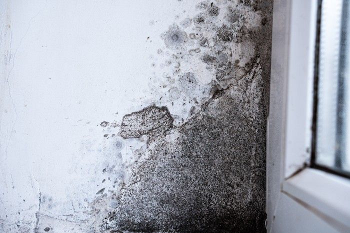 Mold spores are a common cause of musty smells, and taking the necessary steps for prevention is important.