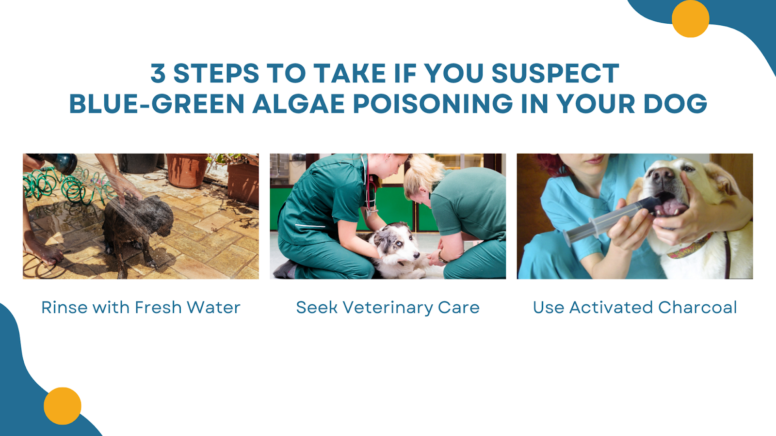 suspect blue-green algae poisoning in your dog