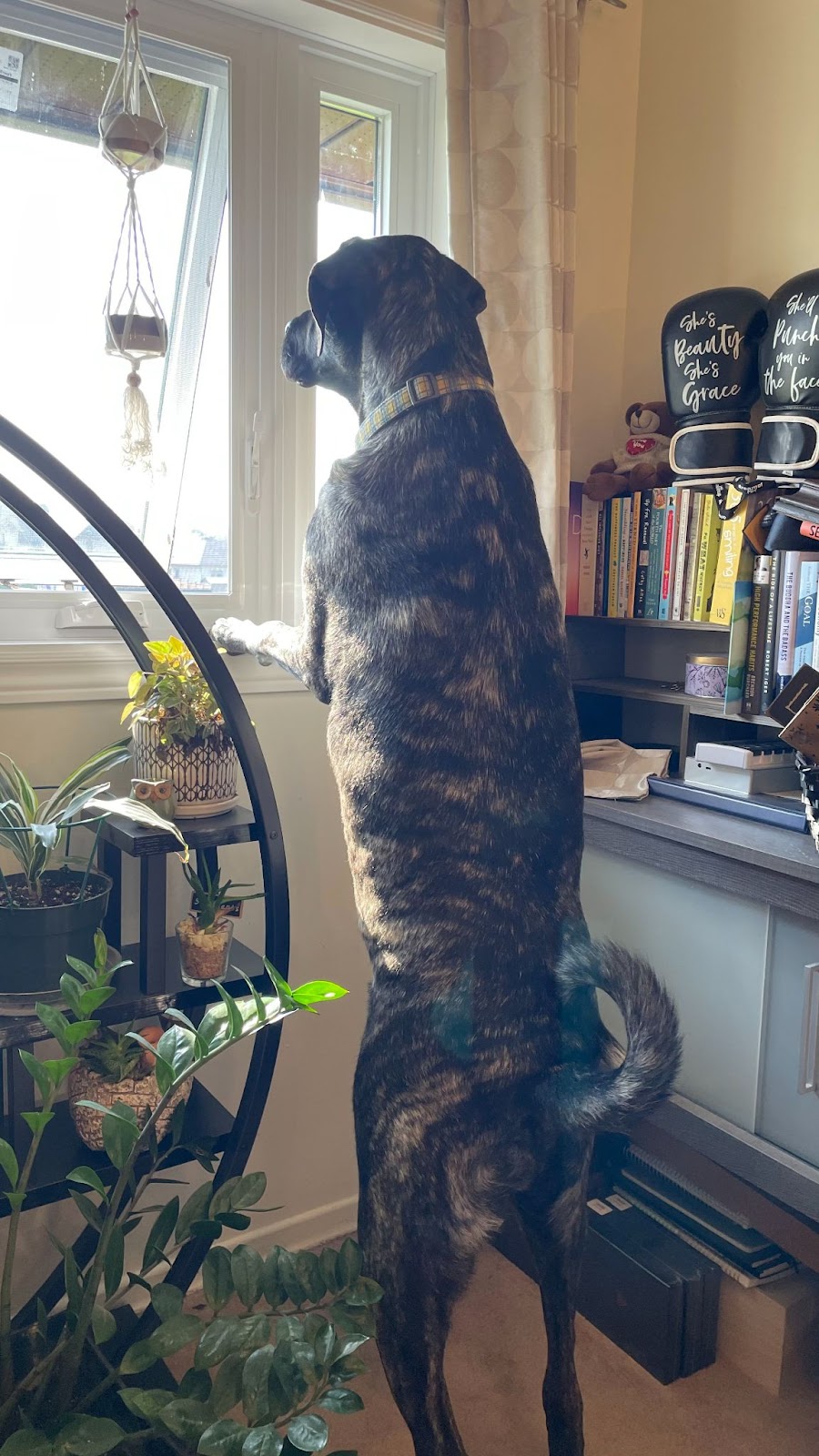 Oak, a large dog with a brindle coat is standing on his hind legs, looking out a window. He's resting his front paws on the windowsill, appearing attentive. The room has a variety of houseplants, including a hanging plant by the window and several potted plants on a black metal plant stand. In the background, there is a bookcase filled with books and a few decorative items, including a pair of black boxing gloves that have writing on them. One glove reads "She's beauty, she's grace" and the other, "She'll punch you in the face." The room is warmly lit by natural sunlight streaming through the window.