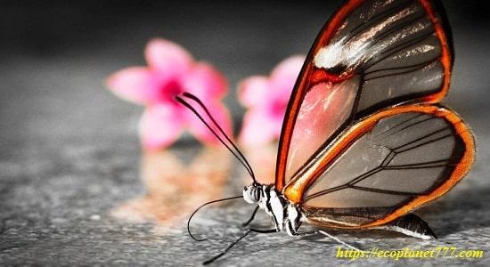 Прозрачные животные: бабочка