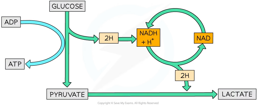 Fermentation | College Board AP Biology Revision Notes 2020 | Save My Exams