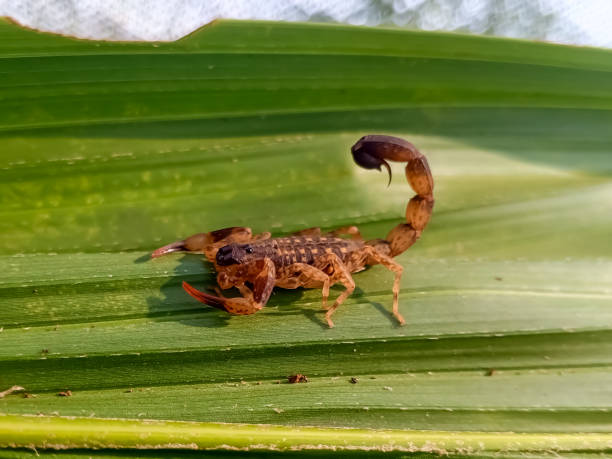 Discover how Green Machine Pest Control eliminates insect scorpions effectively, ensuring they stay gone for good.