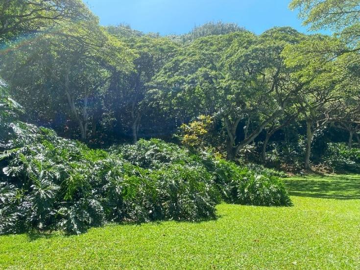 A green lawn with trees and blue sky

Description automatically generated