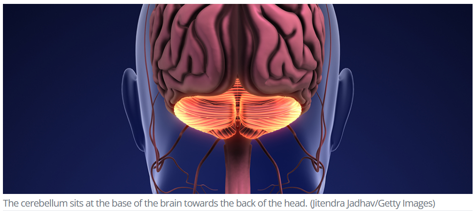 A close-up of a human brain

Description automatically generated