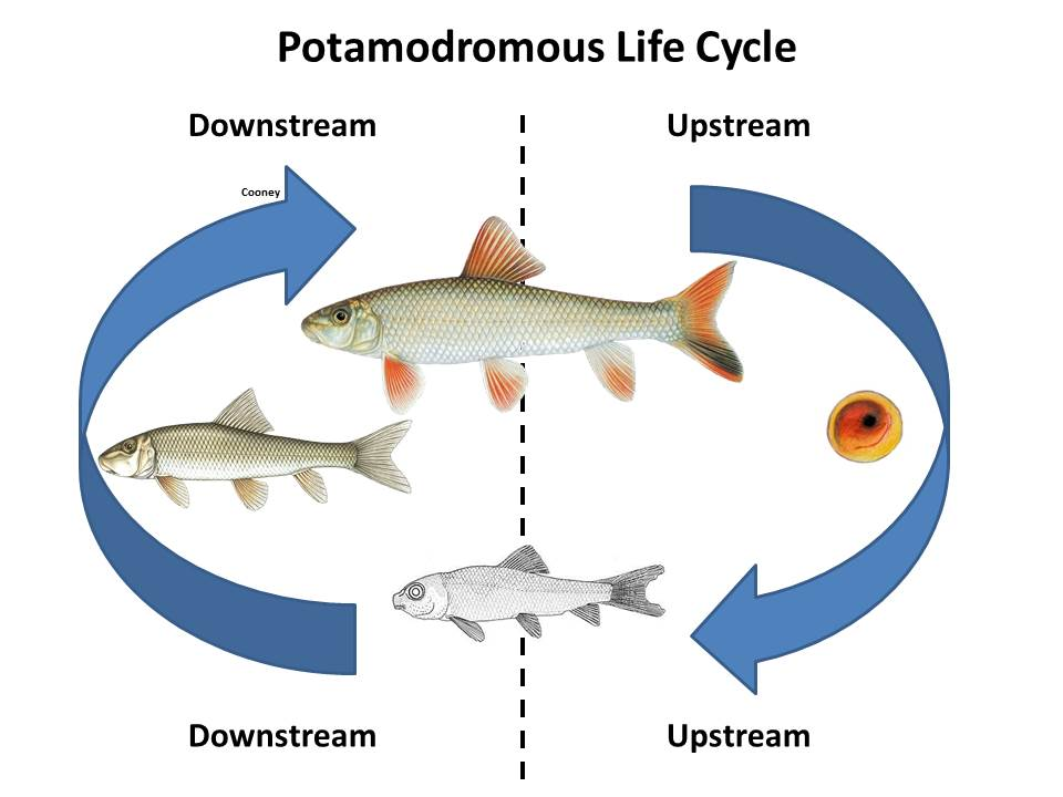 Potamodromous Fish