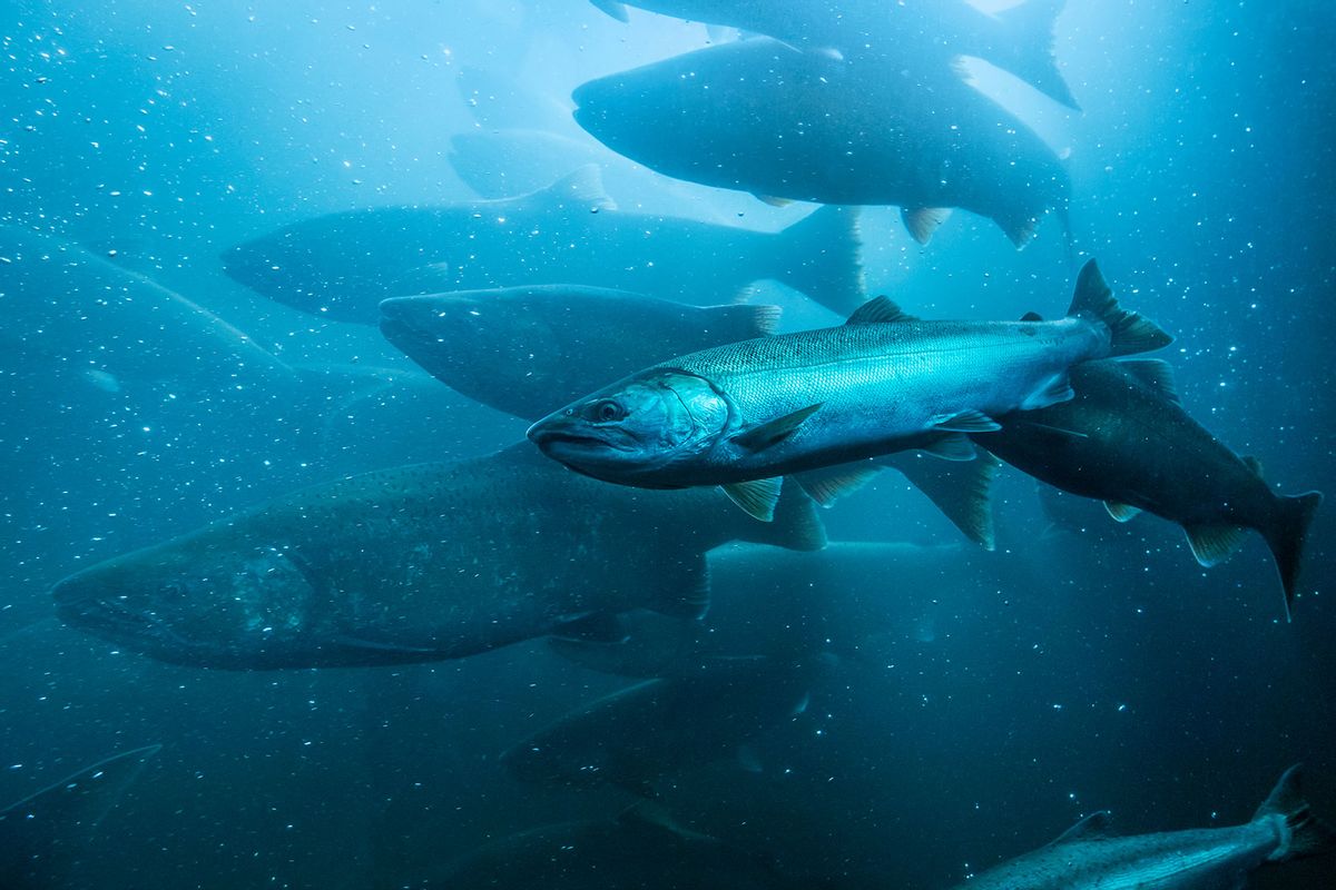 Eating just one freshwater fish is like drinking a month's worth of  "forever chemical"–laced water | Salon.com