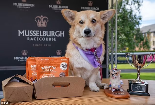 Georgie, Corgi Derby winner. Source: Daily Mail