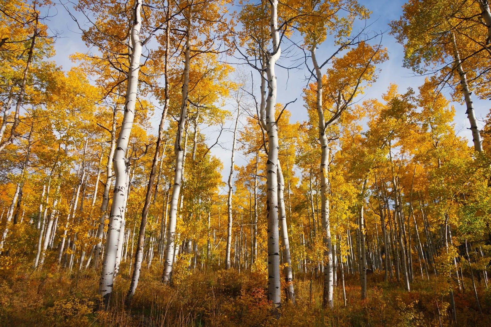 Yellow Leaves On Aspen Tree