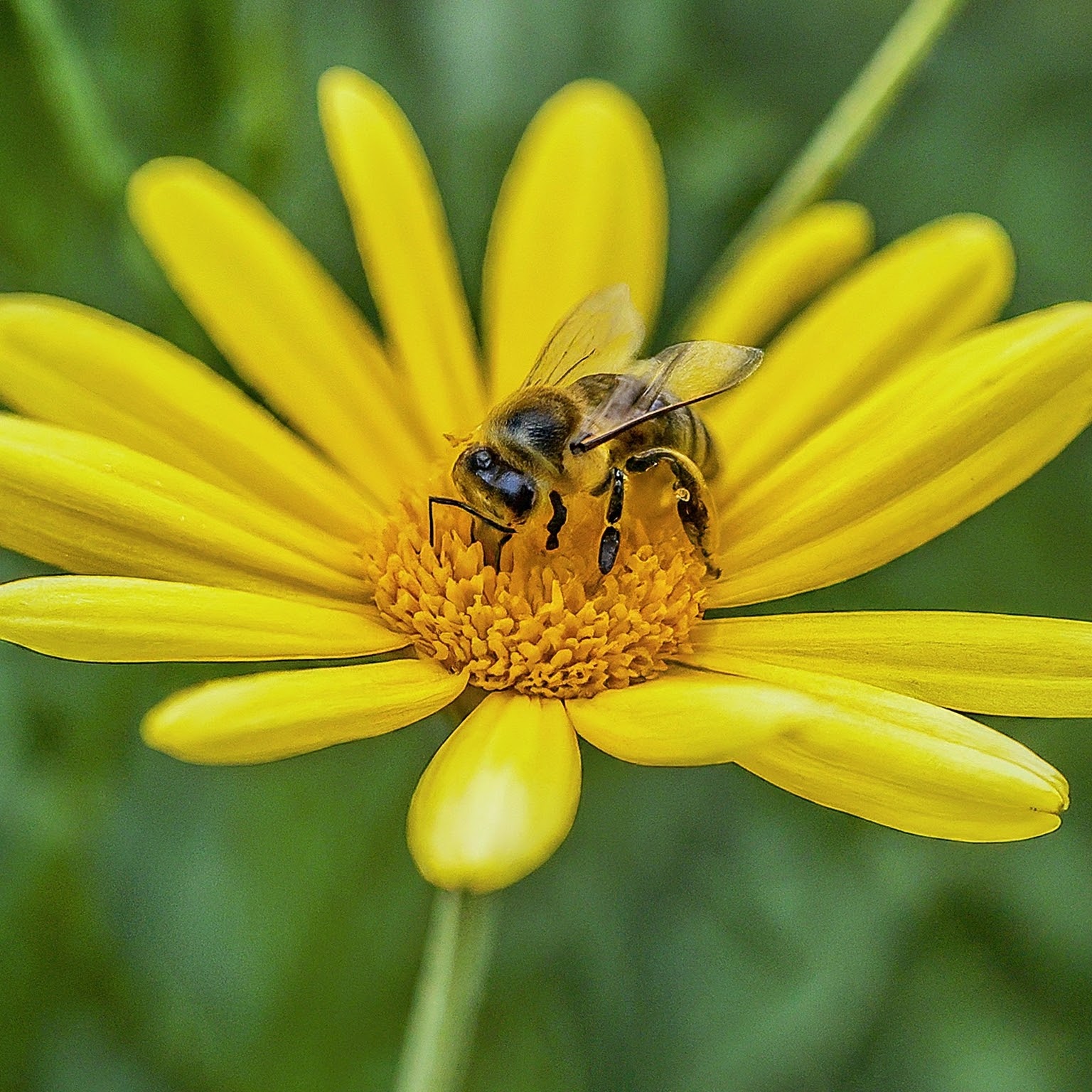 Bee on a yellow flower collecting nectar