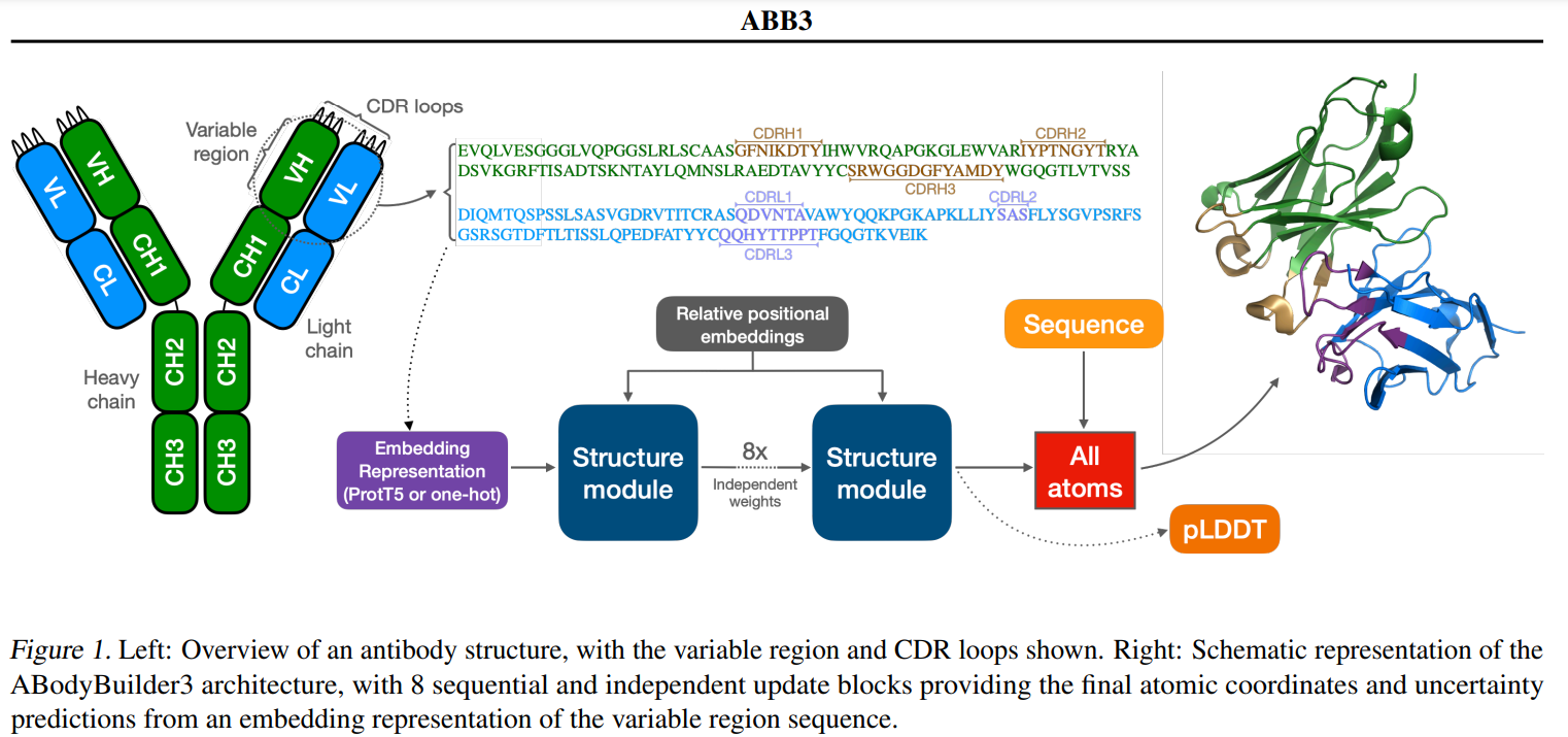 ABodyBuilder3: A Scalable and Precise Model for Antibody Structure Prediction