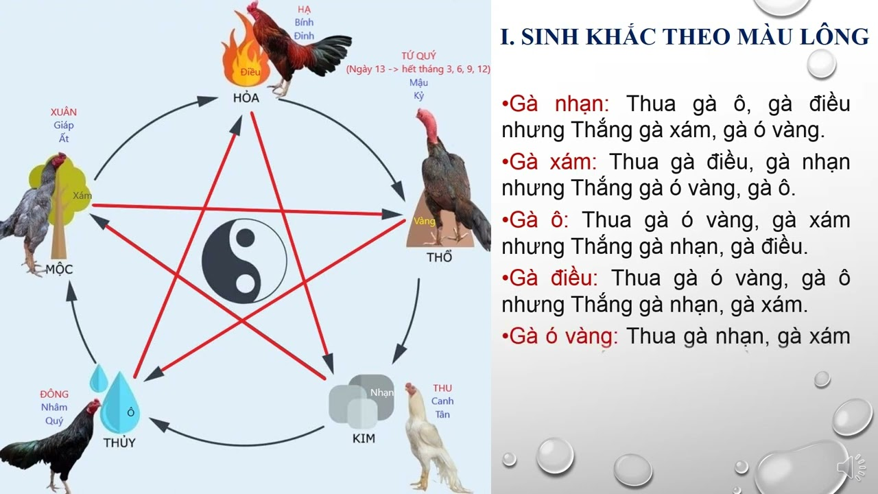 Màu Mạng Gà Đá: Yếu Tố Quan Trọng Trong Thế Giới Gà Đá