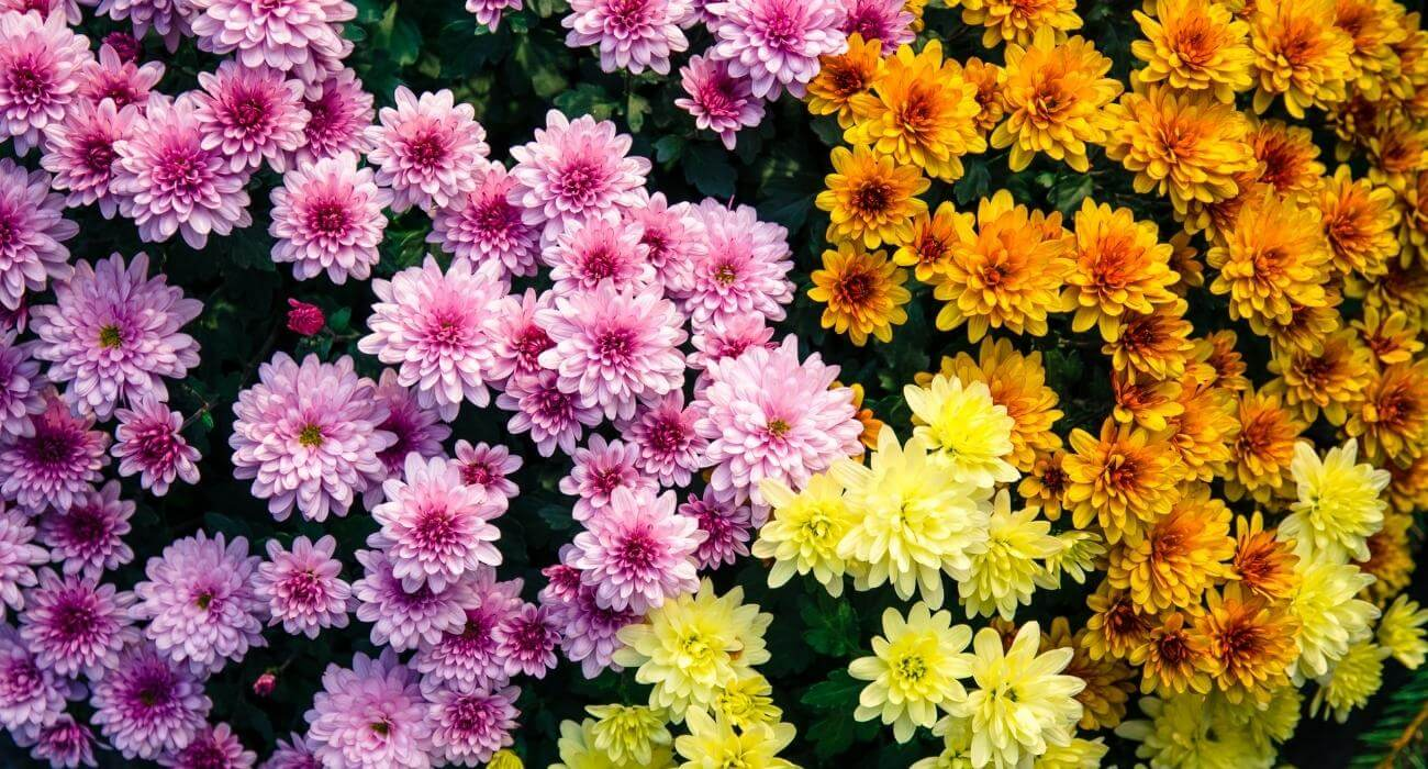 flores