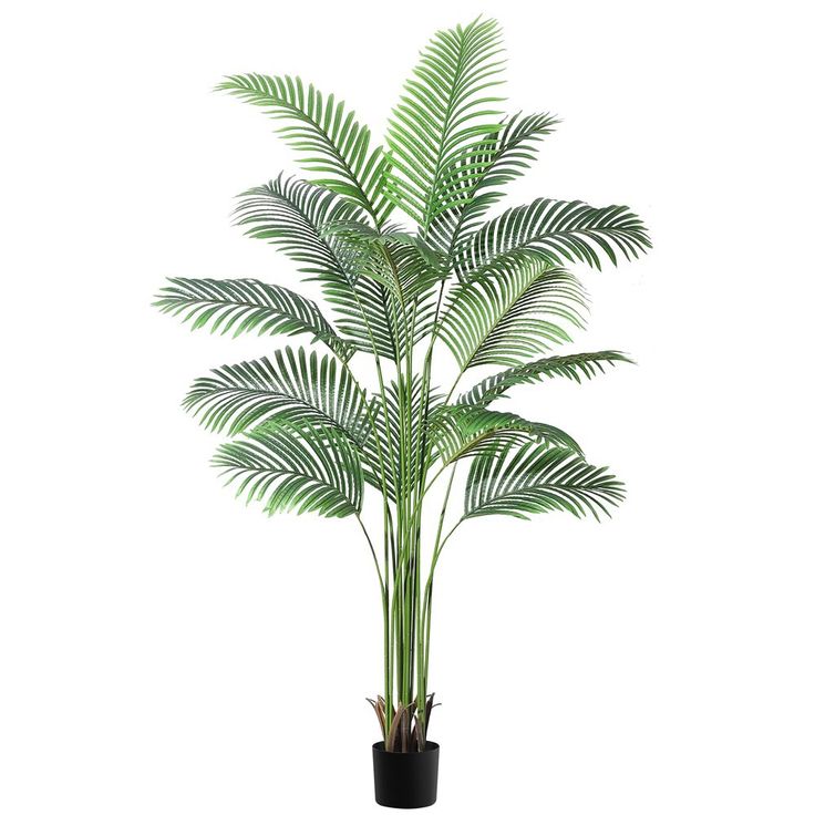 Areca palm