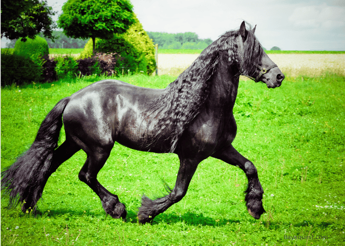 Friesian Horse