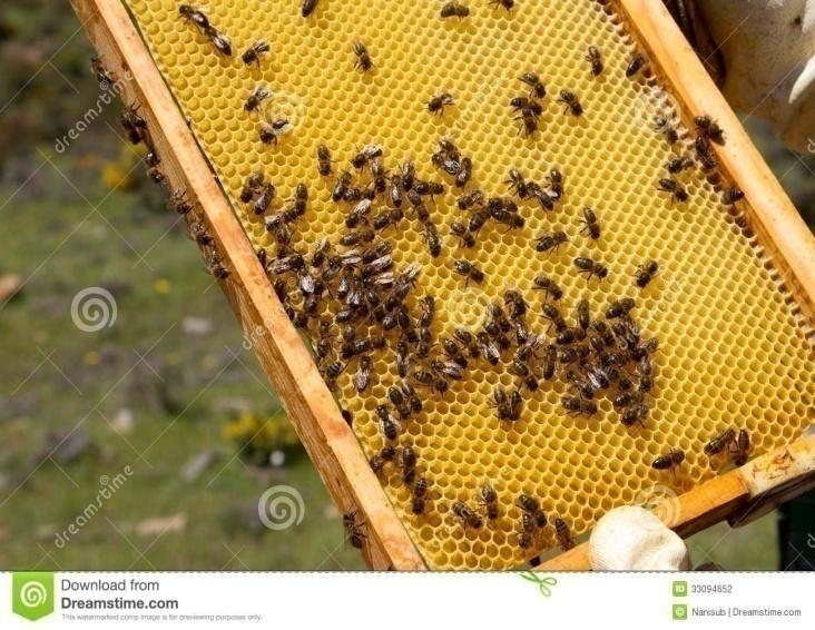 E:\savinay\apiculture-honey-bees-working-33094652.jpg