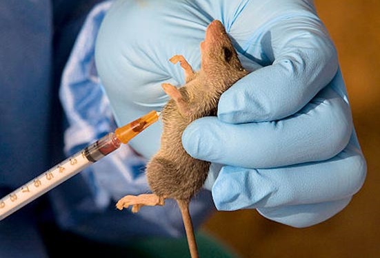 A scientist's gloved hand holding a brown rat with a fluid filled syringe appearing inserted in the animal