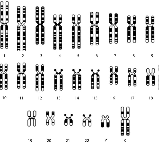 Representação em forma de cariótipo haplóide do genoma humano. 