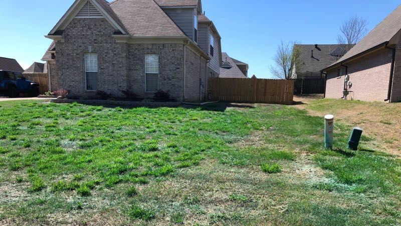 Lawns Affected by Weed
