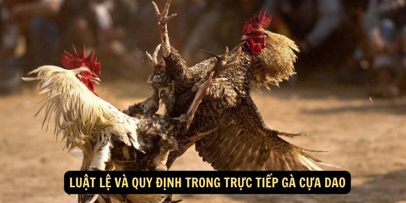 Luật lệ và quy định trong trực tiếp gà cựa dao