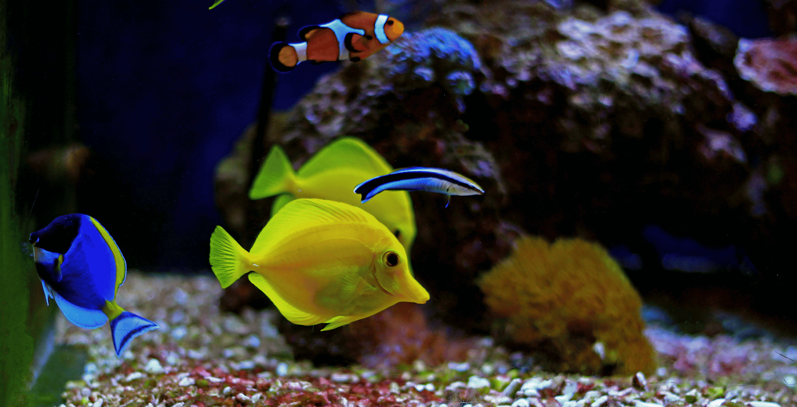 Carpenter Fairy Wrasse tank mates