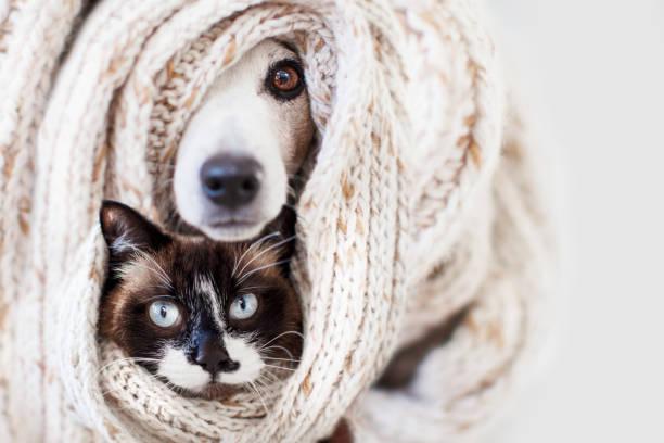 A dog and cat wrapped in a scarf

Description automatically generated