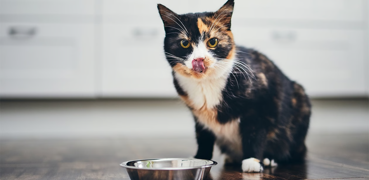 Healthy cat after a successful cat food transition