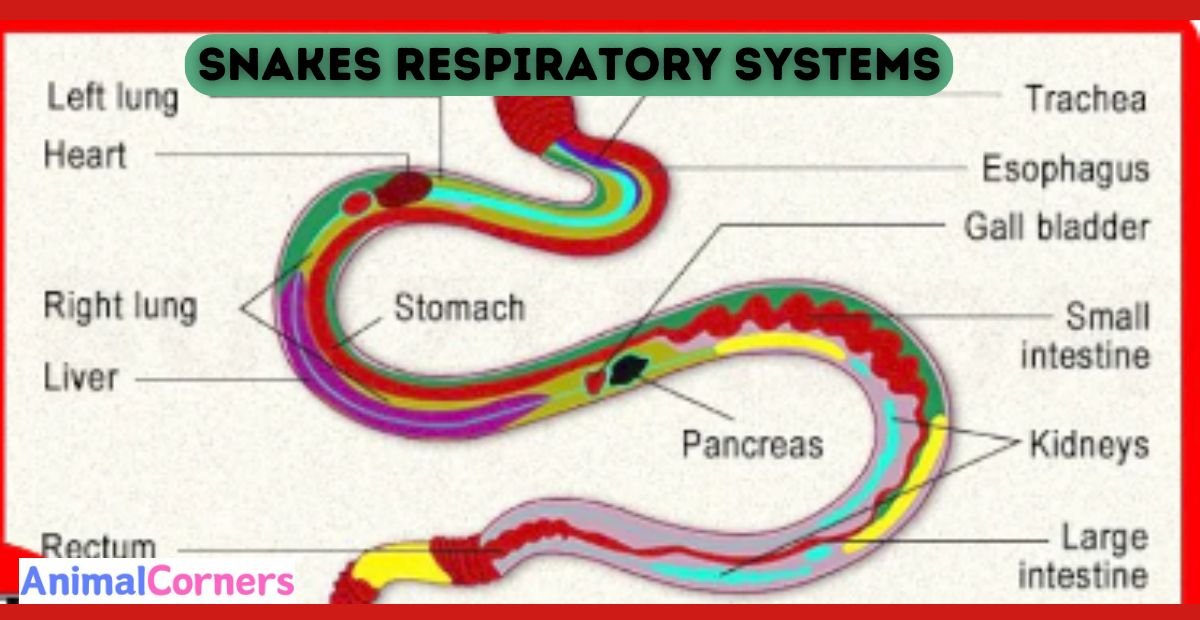 Understand Snakes Respiratory Systems