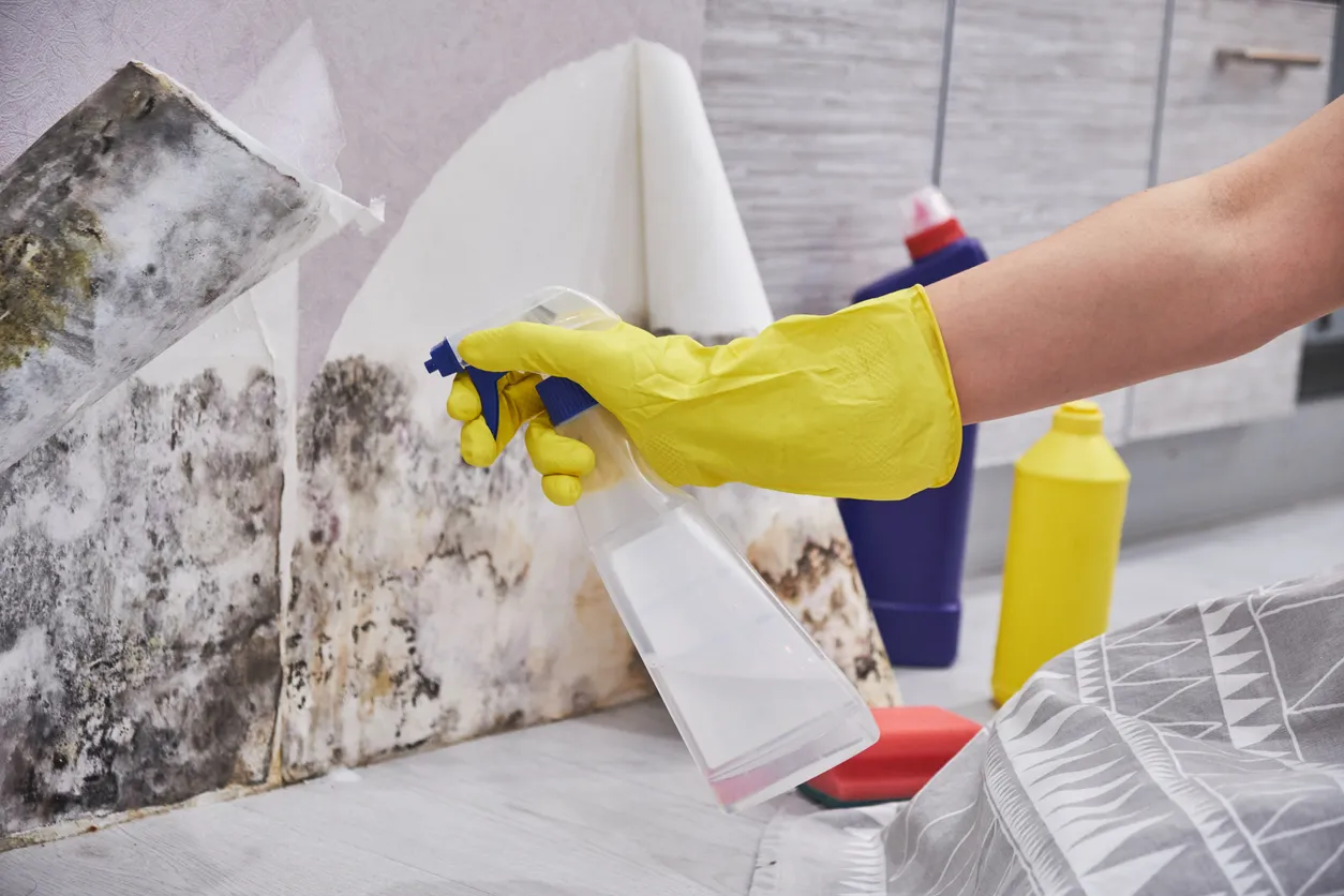  what kills mold on walls