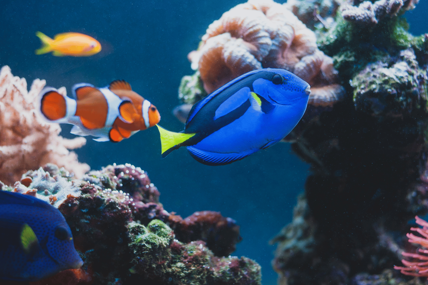 Carpenter Fairy Wrasse tank mates