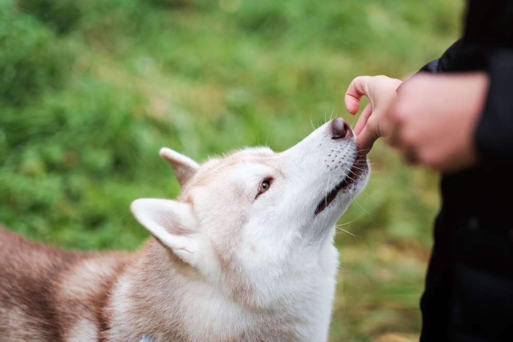 Dueño dando golosinas como recompensa por adiestrar a su perro